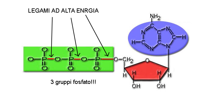 MACROMOLECOLE(PARTE6):glucidi,proteine,lipidi,ac.nucleici