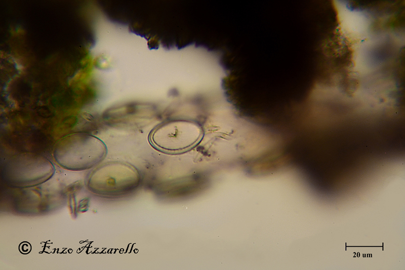 Disposizione che non avevo mai visto. Di cosa si tratta?