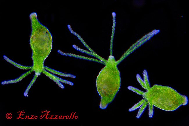 Hydra viridis