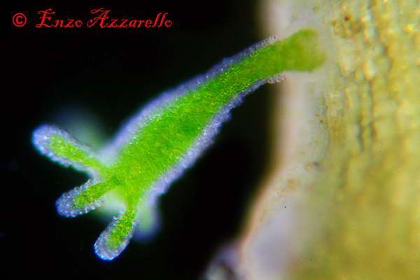 Hydra viridis - parte 2 - altre foto