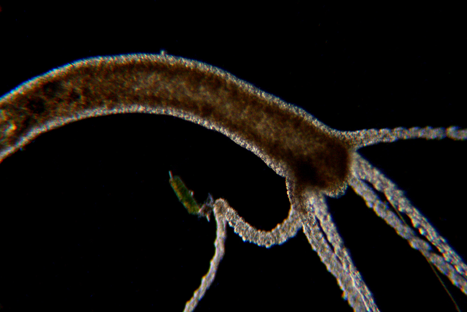 Hydra sp