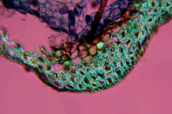 fusto di pino - sezione trasversale - luce polarizzata