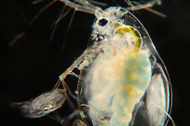 Daphnia, Keratelle, Bosmina