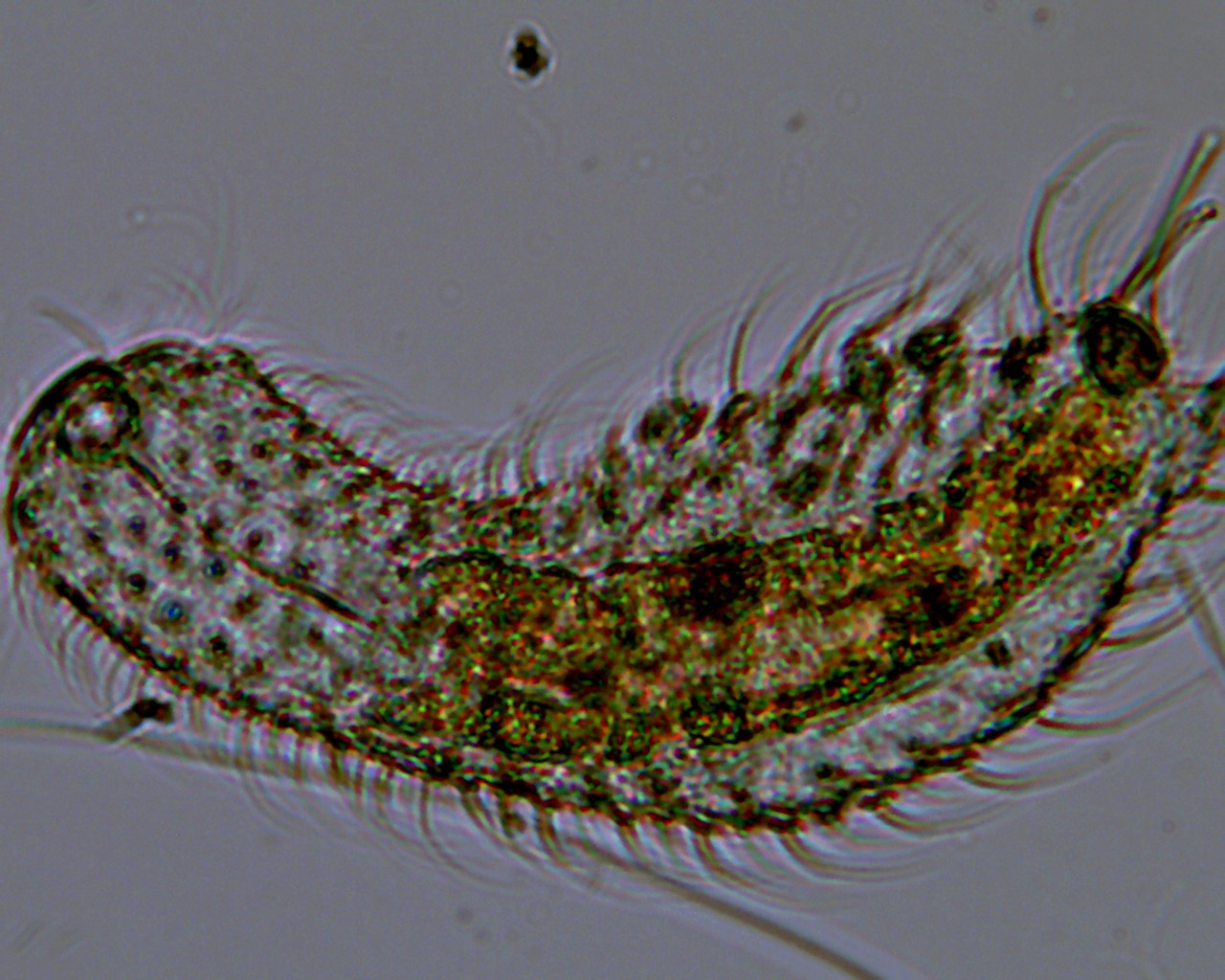 Moticam 1000 qualche foto senza illuminazione obliqua