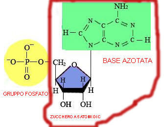 (8)MACROMOLECOLE(PARTE5):glucidi,proteine,lipidi,ac.nucleici