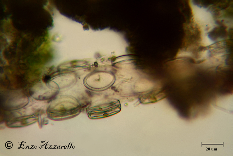 Disposizione che non avevo mai visto. Di cosa si tratta?