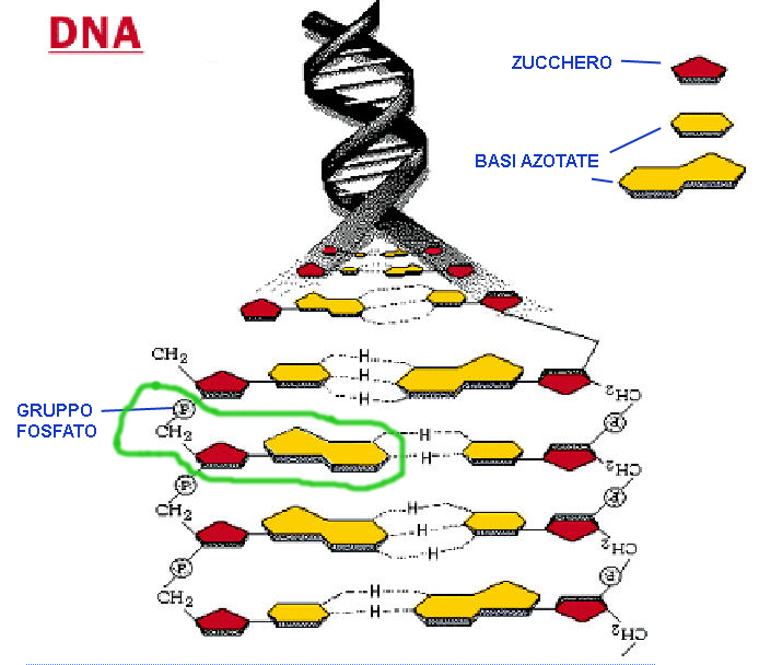 MACROMOLECOLE(PARTE7):glucidi,proteine,lipidi,ac.nucleici