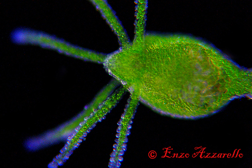 Hydra viridis