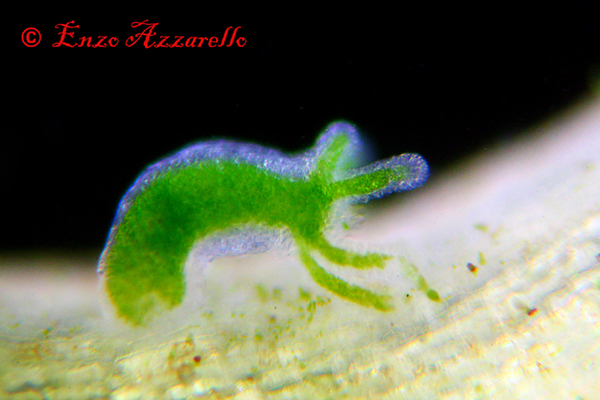 Hydra viridis - parte 2 - altre foto