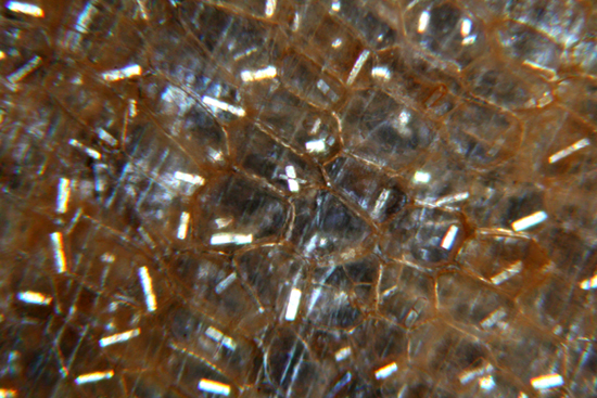 Epidermide di cipolla in luce polarizzata