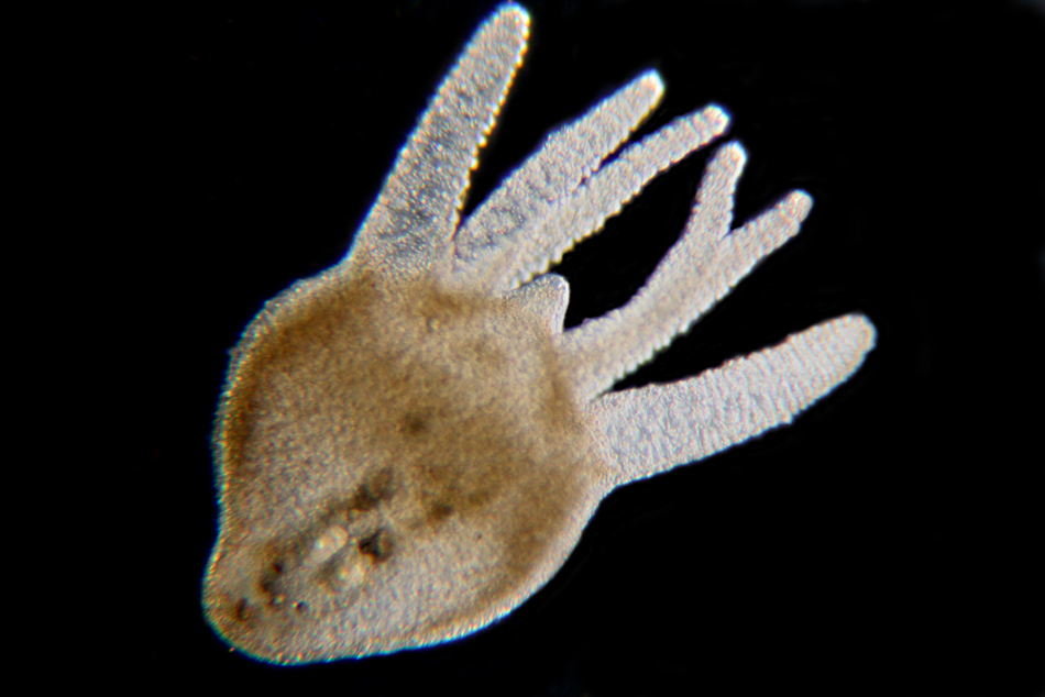 Hydra sp