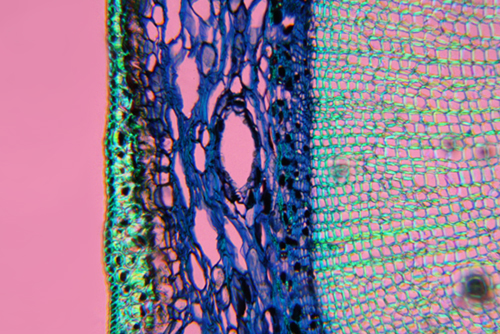 fusto di pino - sezione trasversale - luce polarizzata