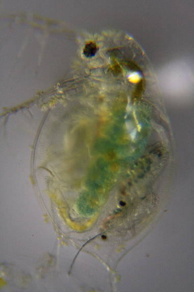 Daphnia, Keratelle, Bosmina