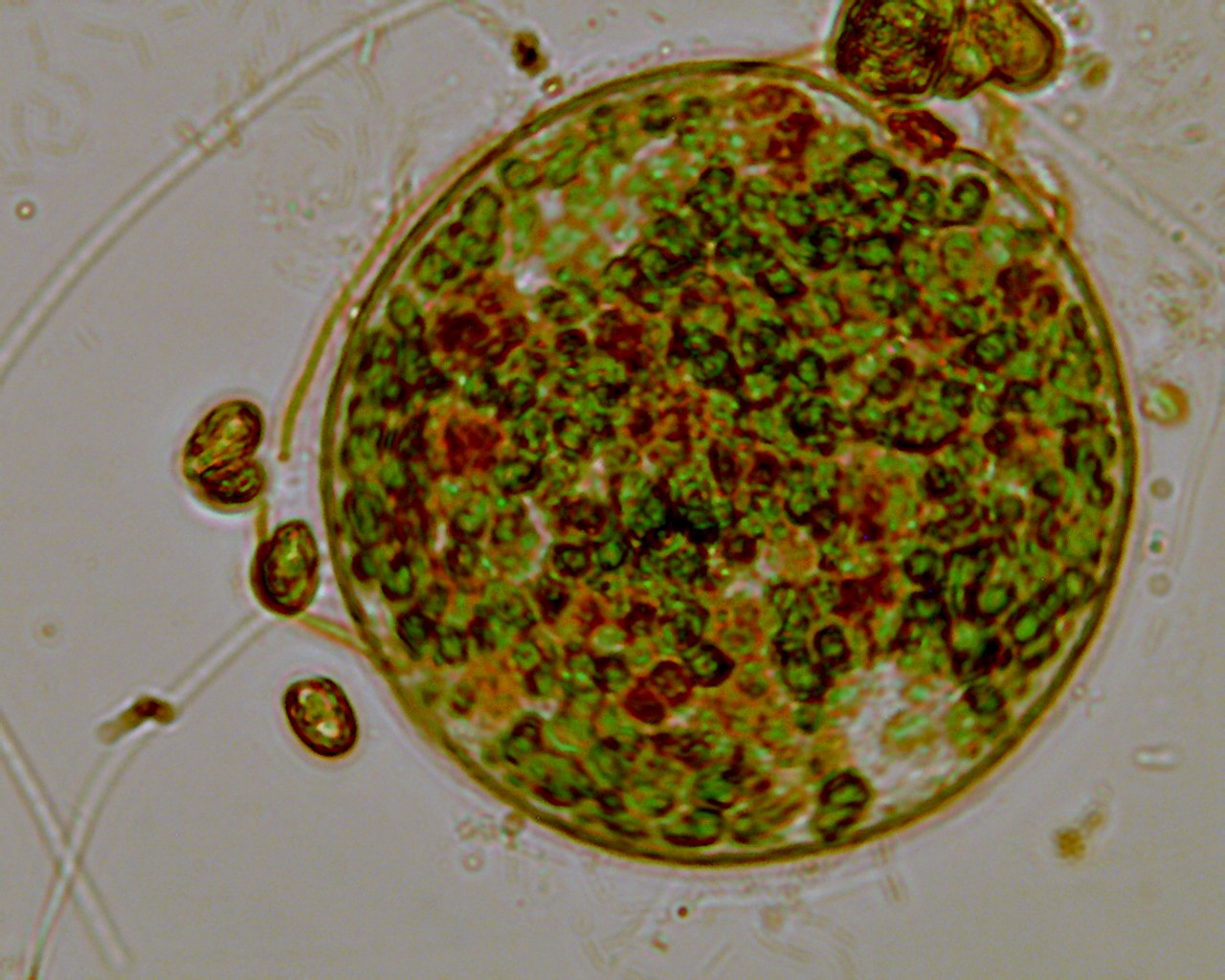 Moticam 1000 qualche foto senza illuminazione obliqua