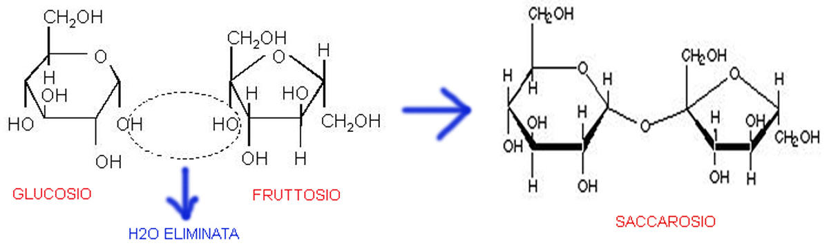 (5)MACROMOLECOLE(PARTE2):glucidi,proteine,lipidi,ac.nucleici