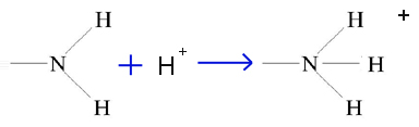 (6)MACROMOLECOLE(PARTE3):glucidi,proteine,lipidi,ac.nucleici