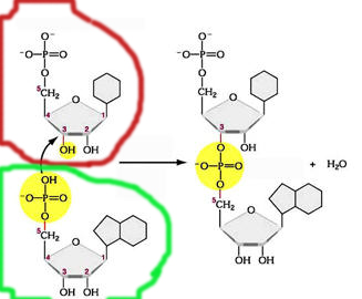 (8)MACROMOLECOLE(PARTE5):glucidi,proteine,lipidi,ac.nucleici