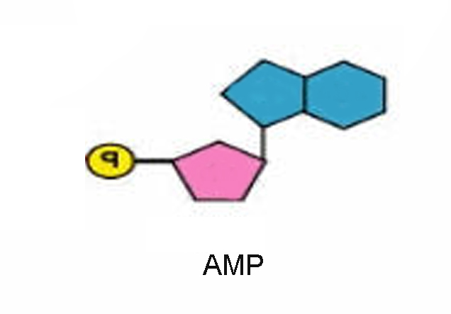 MACROMOLECOLE(PARTE6):glucidi,proteine,lipidi,ac.nucleici