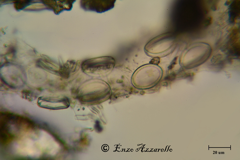 Disposizione che non avevo mai visto. Di cosa si tratta?