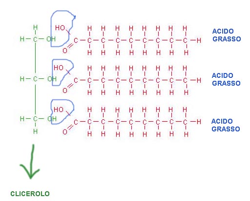 MACROMOLECOLE(PARTE8):glucidi,proteine,lipidi,ac.nucleici