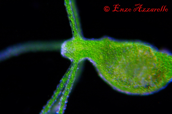 Hydra viridis