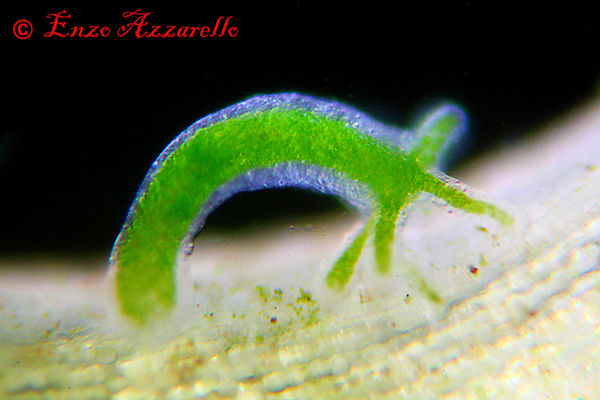 Hydra viridis - parte 2 - altre foto