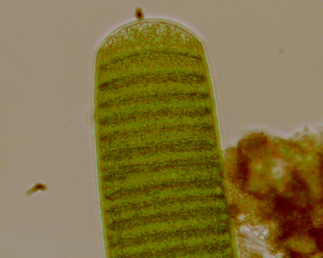 Moticam 1000 qualche foto senza illuminazione obliqua