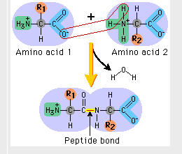 (6)MACROMOLECOLE(PARTE3):glucidi,proteine,lipidi,ac.nucleici