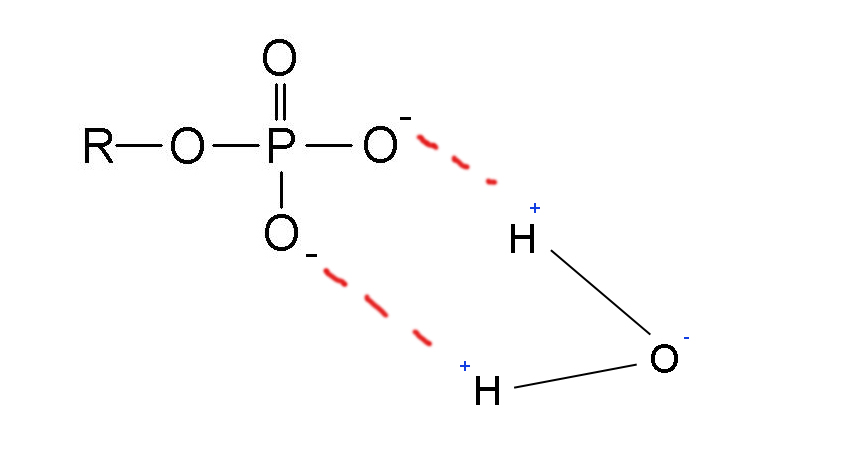 (8)MACROMOLECOLE(PARTE5):glucidi,proteine,lipidi,ac.nucleici