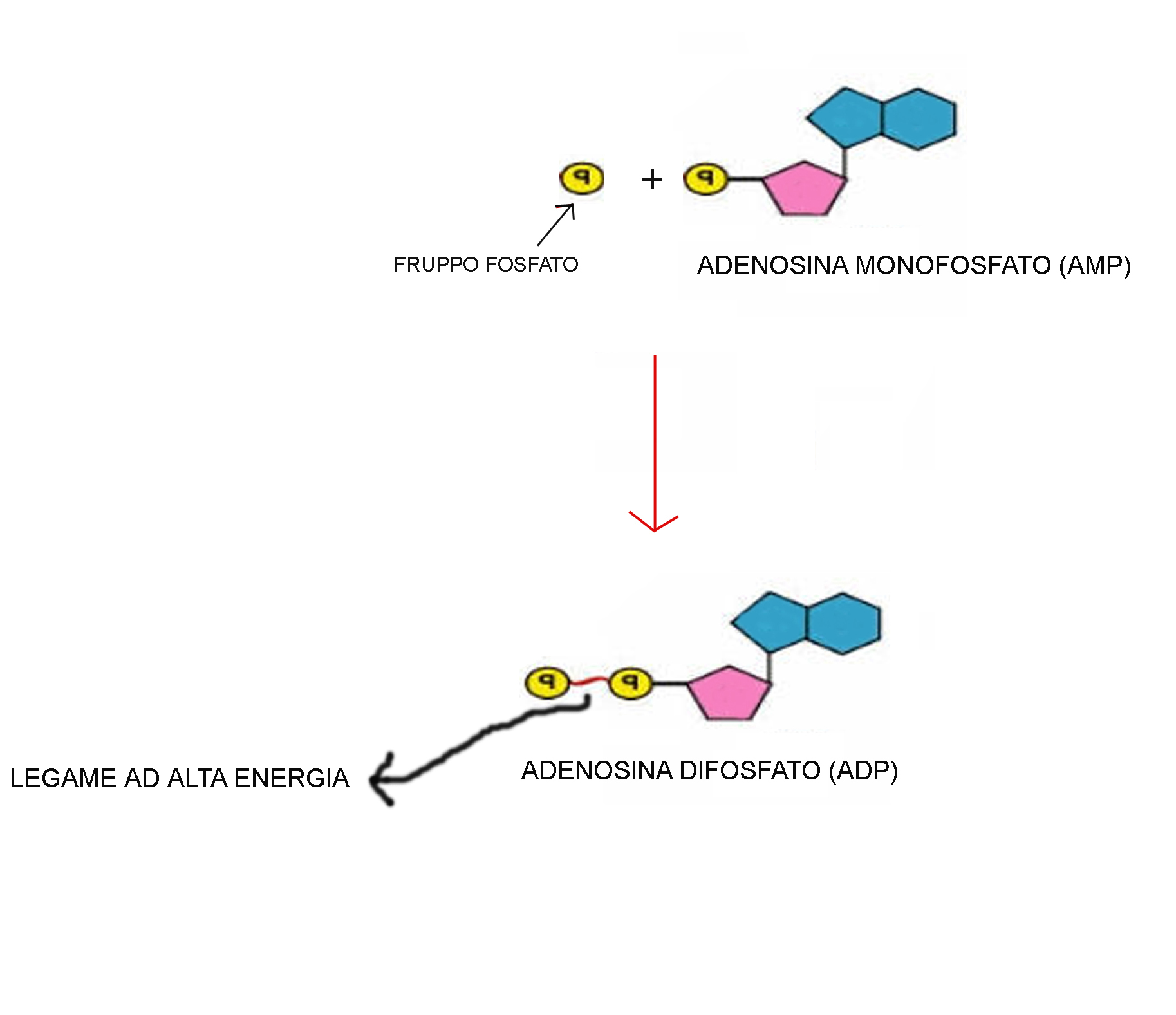 MACROMOLECOLE(PARTE6):glucidi,proteine,lipidi,ac.nucleici