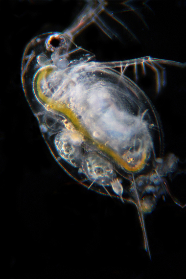 Daphnia, Keratelle, Bosmina