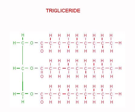 MACROMOLECOLE(PARTE8):glucidi,proteine,lipidi,ac.nucleici