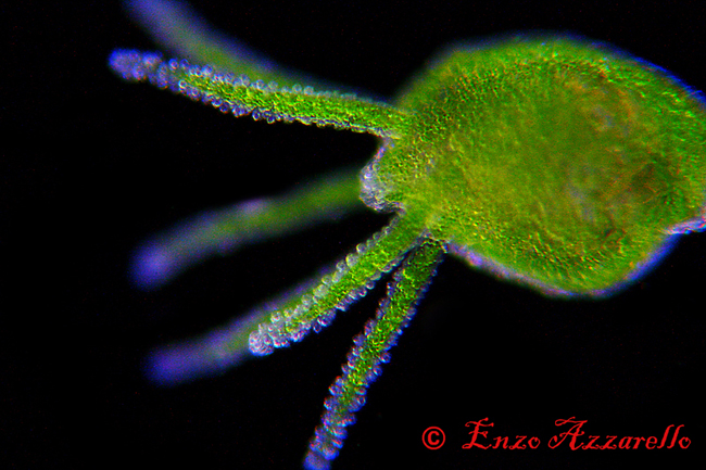 Hydra viridis