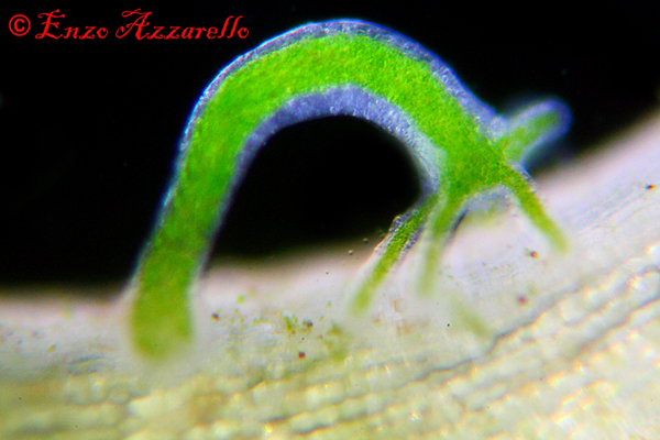 Hydra viridis - parte 2 - altre foto