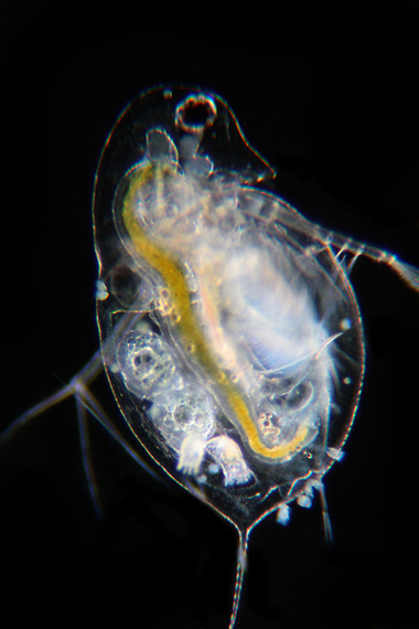 Daphnia, Keratelle, Bosmina