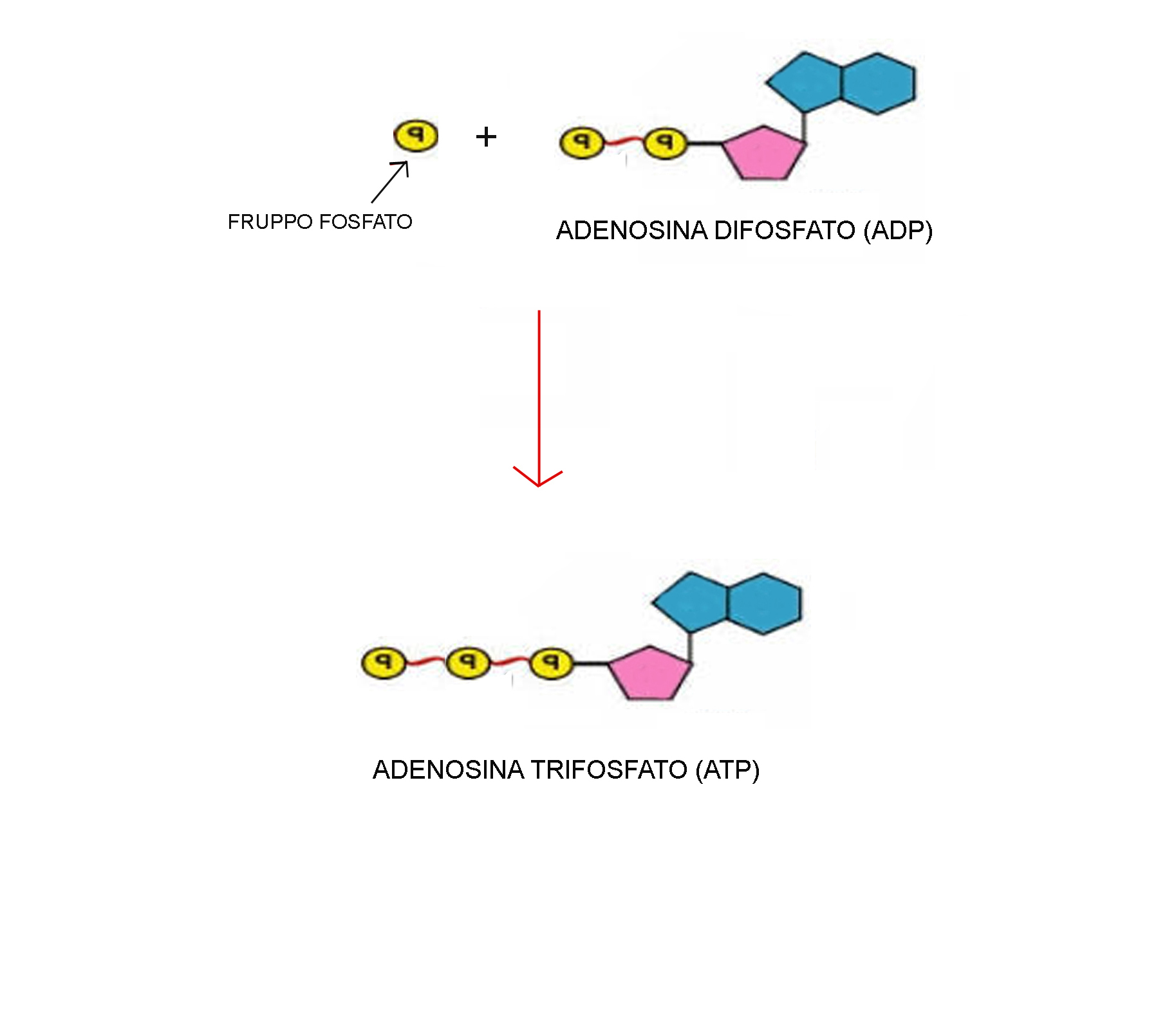 MACROMOLECOLE(PARTE6):glucidi,proteine,lipidi,ac.nucleici