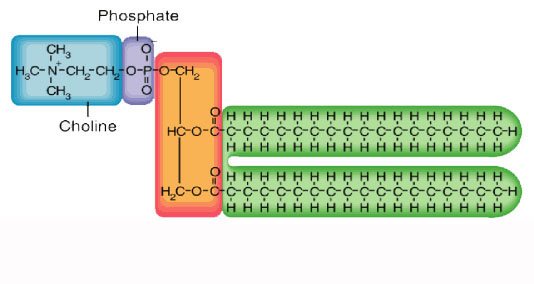 MACROMOLECOLE(PARTE8):glucidi,proteine,lipidi,ac.nucleici