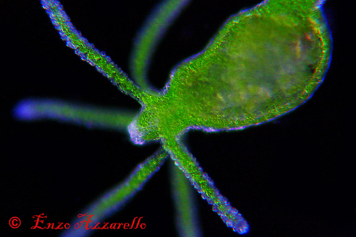 Hydra viridis