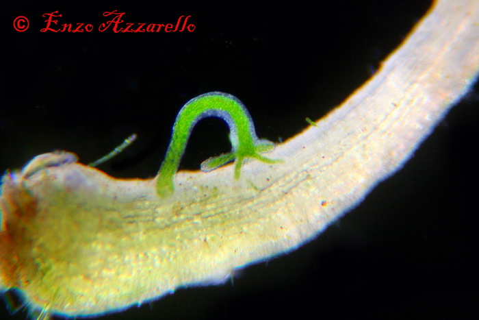 Hydra viridis - parte 2 - altre foto