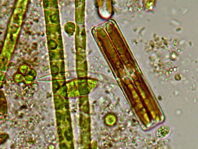 Grazie a nicotinammide