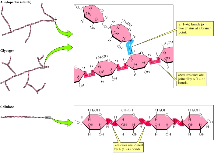 (5)MACROMOLECOLE(PARTE2):glucidi,proteine,lipidi,ac.nucleici