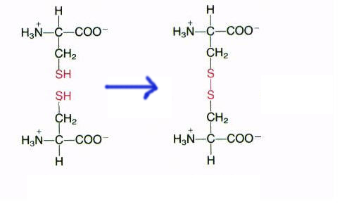 (7)MACROMOLECOLE(PARTE4):glucidi,proteine,lipidi,ac.nucleici