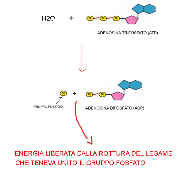 MACROMOLECOLE(PARTE6):glucidi,proteine,lipidi,ac.nucleici