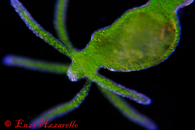 Hydra viridis