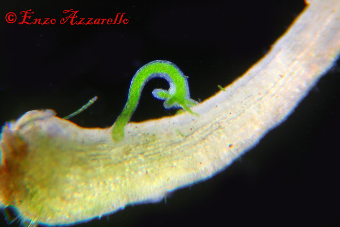 Hydra viridis - parte 2 - altre foto
