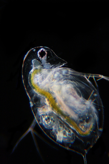 Daphnia, Keratelle, Bosmina