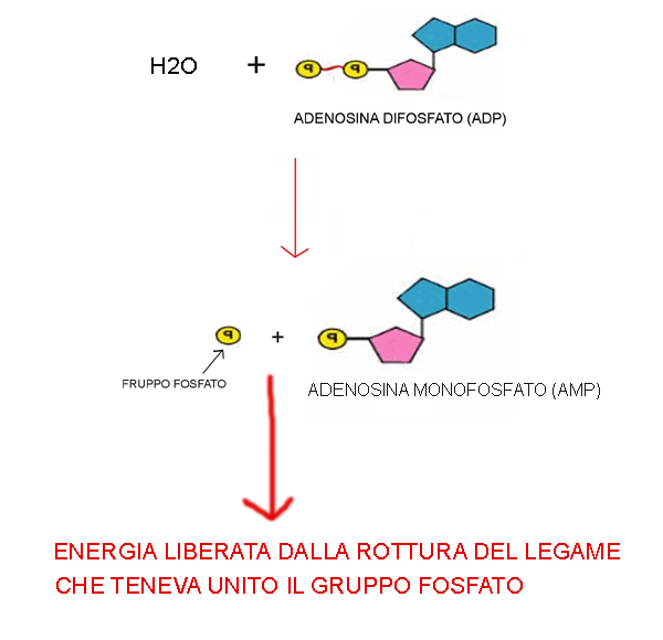 MACROMOLECOLE(PARTE6):glucidi,proteine,lipidi,ac.nucleici