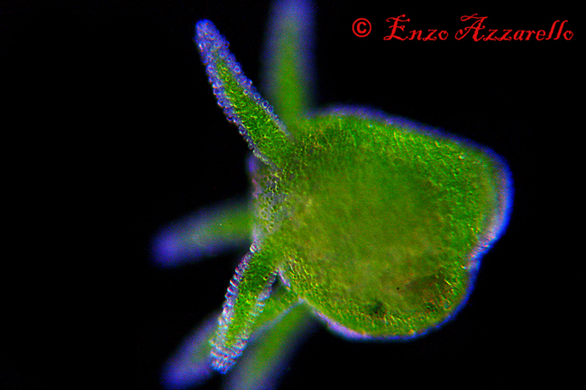 Hydra viridis