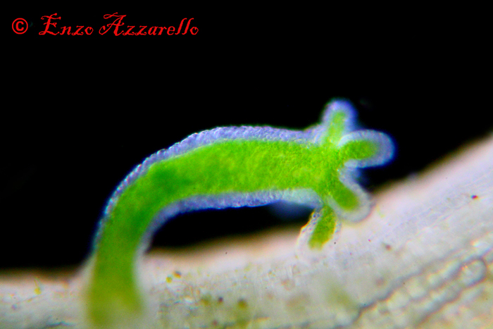 Hydra viridis - parte 2 - altre foto