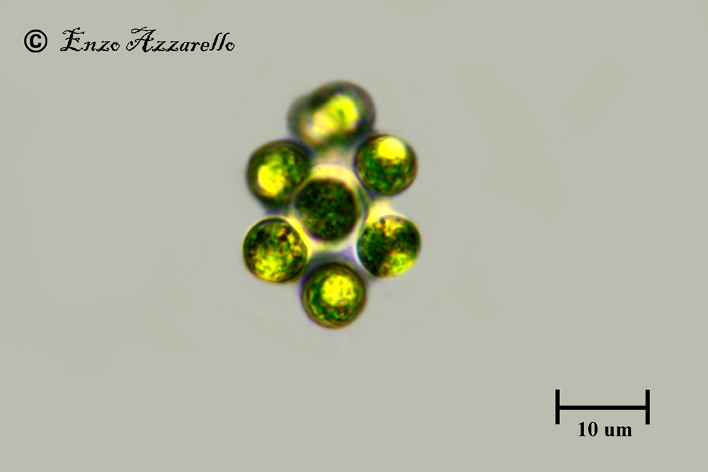 Chlorophyta da identificare 1000X